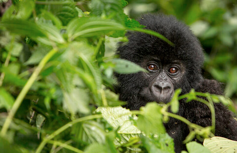 IUCN Living planet report