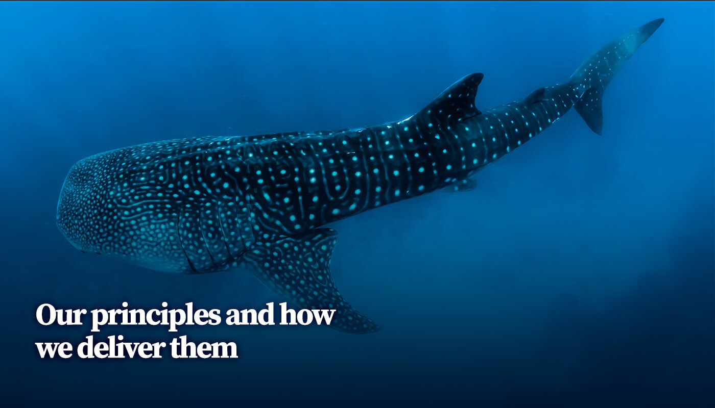 Bluedot principles, whale shark