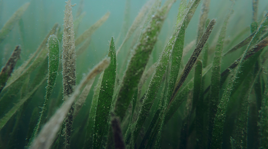 seagrass restoration