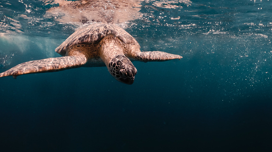 sea turtle entrapment in seismic equipment