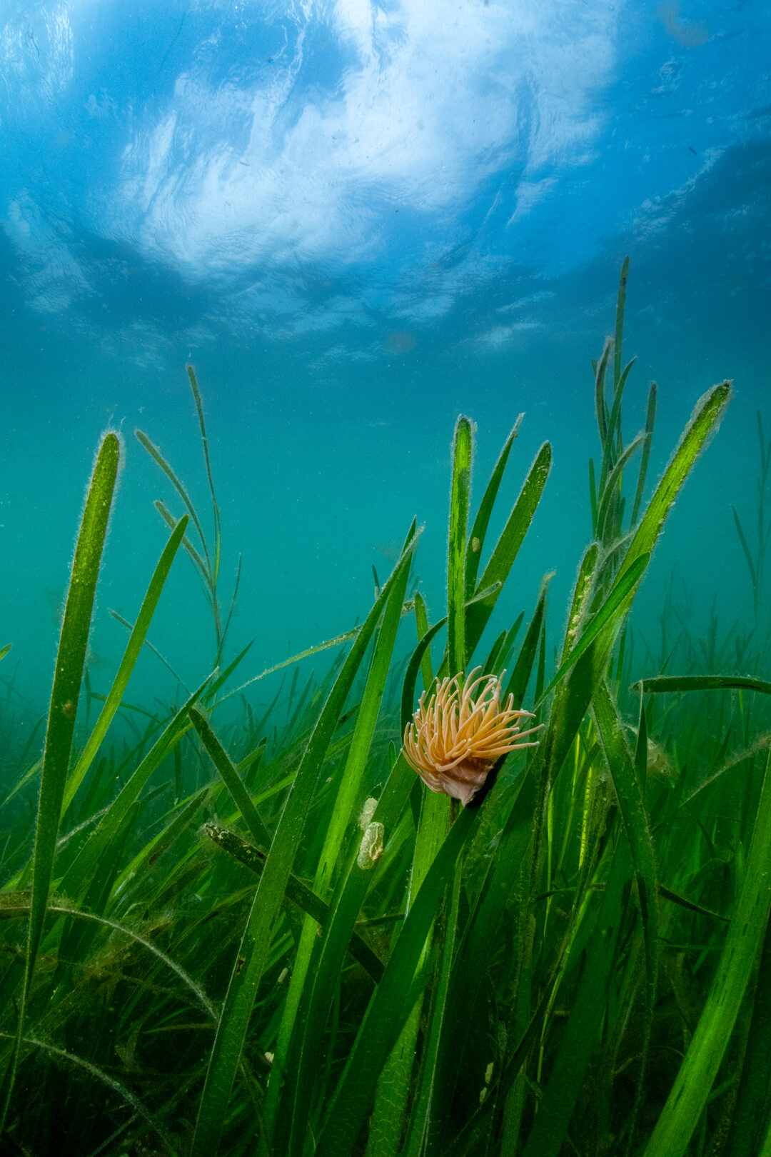 Seagrass - Nature positive